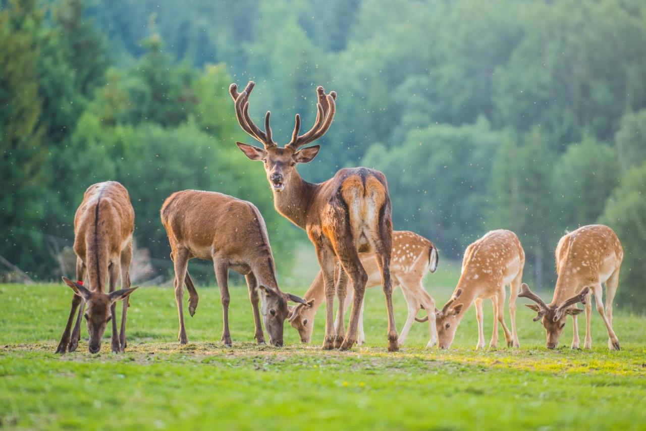 Penzion Safran Ždiar Esterno foto